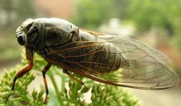 知了新闻爆料,揭秘事件背后惊人真相