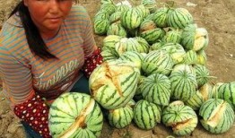 小西瓜特效爆料视频,揭秘全新视觉盛宴！