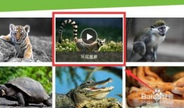 动物视频在线观看,在线观看精彩动物视频集锦