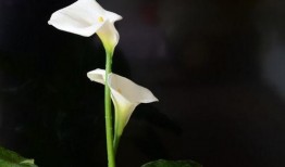 4月娱乐八卦生活爆料是真的吗,真相揭秘，哪些是谣言？