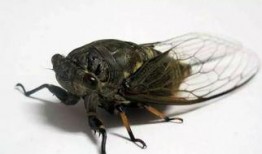 知了新闻爆料,揭秘事件背后惊人真相