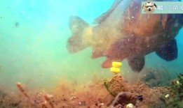 挖掘机新闻爆料视频,现场实况直击，揭秘行业最新动态