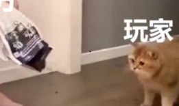 光遇爆料搞笑视频大全,笑点满满，欢乐无限