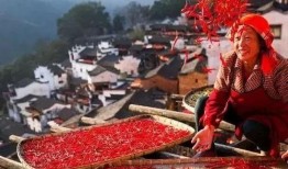 今日农村爆料大全最新,今日农村爆料大全深度解析