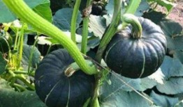 有哪些知名网红吃瓜群,揭秘知名网红的吃瓜群圈层