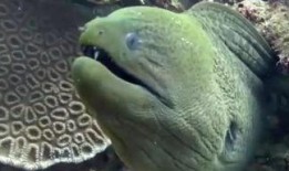 异形4在线观看土豆,土豆独家首映，惊悚宇宙再掀波澜