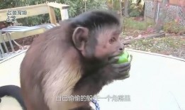 网红吃瓜姐猴子是真的吗,是真是假？